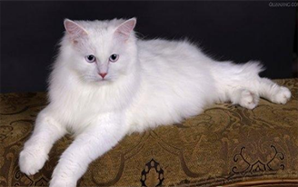 1554252932470423.png 1554252673(1).png