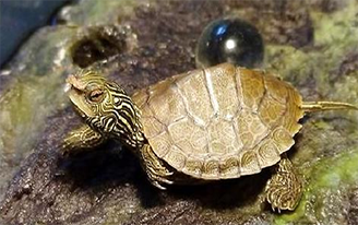 1556069472154398.png 1556069354(1).png